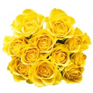 12 Gelbe Rosen